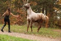 Pretty girl working with horse, natural horsemanship