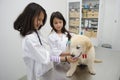 Pretty girls Pretending to be veterinarians. Royalty Free Stock Photo