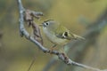 A pretty Goldcrest Regulus regulus perching on a branch in a tree singing. Royalty Free Stock Photo