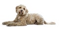 Pretty golden adult Labradoodle dog, isolated on white background Royalty Free Stock Photo