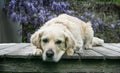 Golden Retreiver dog laying on deck with head hanging off deck