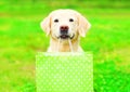 Pretty Golden Retriever dog is holding a green shopping bag Royalty Free Stock Photo