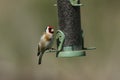 A pretty Goldfinch, Carduelis carduelis, feeding from a bird feeder.