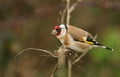 A pretty Goldfinch, Carduelis carduelis, feeding on the seeds of a teasel in the rain.