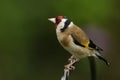 A pretty Goldfinch, Carduelis carduelis, perched on a metal post.