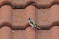 A pretty goldfinch, Carduelis carduelis, on the roof