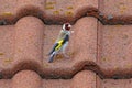 A pretty goldfinch, Carduelis carduelis, on the roof