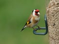 A pretty Goldfinch, Carduelis carduelis, feeding from a bird feeder.