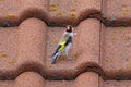 A pretty goldfinch, Carduelis carduelis, on the roof