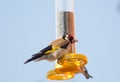 Pretty Goldfinch perched on a birdfeeder