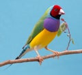 Pretty Gouldian Finch from Australia Royalty Free Stock Photo