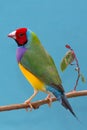 Pretty Gouldian Finch from Australia Royalty Free Stock Photo