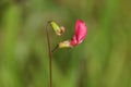 A pretty Grass Vetchling, Lathyrus nissolia, growing in a meadow in the UK. Royalty Free Stock Photo