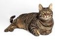 Pretty gray and brown tabby cat in relaxed pose with mesmerizing yellow-green eyes on gray background