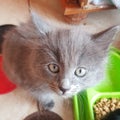 Pretty Gray fluffy kitten with gorgeous eyes Royalty Free Stock Photo