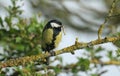 A pretty Great Tit Parus major perching on a branch with a caterpillar in its beak to feed its babies.