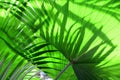 Stunning detail of bright green fern plants with sunlight playing with shadows