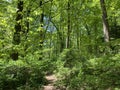 Pretty Green Forest in Spring in Washington DC