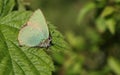 A stunning Green Hairstreak Butterfly Callophrys rubi perching on a leaf. Royalty Free Stock Photo