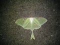 Pretty green moth