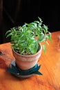 Pretty green plant in clay pot on wood table