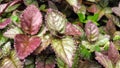 pretty green and purple mixed leaves