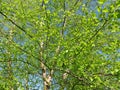 Pretty Green Tree in Spring in April