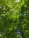 Pretty Green Trees in the Forest in May