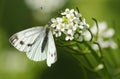 A Green-veined White Butterfly, Pieris napi, nectaring on a Garlic mustard flower in spring.