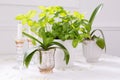 Pretty green and white still life with flowerless potted orchids, basil and glass candlesticks Royalty Free Stock Photo