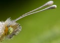 Pretty green and yellow butterfly closeup of antenna detail Royalty Free Stock Photo