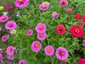 Pretty Green Zinnia Garden With Purple and Red Flowers