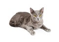 Pretty Grey Cat Lying in White Royalty Free Stock Photo