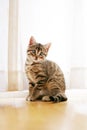 Pretty Grey Domestic Short Haired Tabby Cat Kitten Sitting in Fr