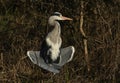 A pretty Grey Heron, Ardea cinerea, sunbathing at the edge of a lake. Royalty Free Stock Photo