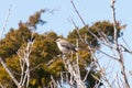 Pretty grey mockingbird sitting at the top of a tree branch. Perched on top of the limbs without leaves.