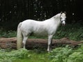 Pretty Grey Pony Royalty Free Stock Photo