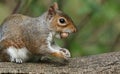 A pretty Grey Squirrel Sciurus carolinensis eating an acorn in the UK. Royalty Free Stock Photo