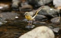 A stunning Grey Wagtail, Motacilla cinerea, standing on a rock in the middle of a river hunting around for insects to eat. Royalty Free Stock Photo