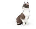 Gray and white cat sitting looking to side Royalty Free Stock Photo