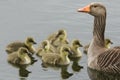 An adult Greylag Goose, Anser anser, swimming on a lake with her cute Goslings. Royalty Free Stock Photo