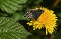 A pretty Grizzled Skipper Butterfly Pyrgus malvae nectaring on a dandelion flower. Royalty Free Stock Photo