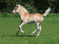 Cute Haflinger Foal Royalty Free Stock Photo