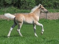 Cute Haflinger Foal Royalty Free Stock Photo