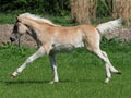 Cute Haflinger Foal Royalty Free Stock Photo