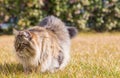 Pretty haired kitten outdoor, siberian purebred cat in relax in a garden