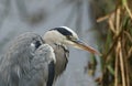 A head shot of a Grey Heron, Ardea cinerea, hunting for food in the reeds at the edge of a lake. Royalty Free Stock Photo