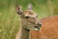 A beautiful head shot of a Sika Deer Cervus nippon feeding in a meadow at the edge of woodland. Royalty Free Stock Photo