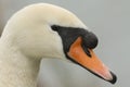 A head shot of a stunning Mute Swan Cygnus olor.