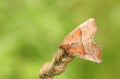 A pretty Herald Moth Scoliopteryx libatrix perched on a grass seed head.